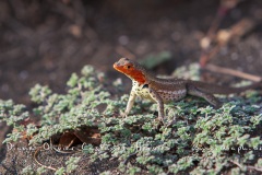 Lézard des laves, ^les Galapagos