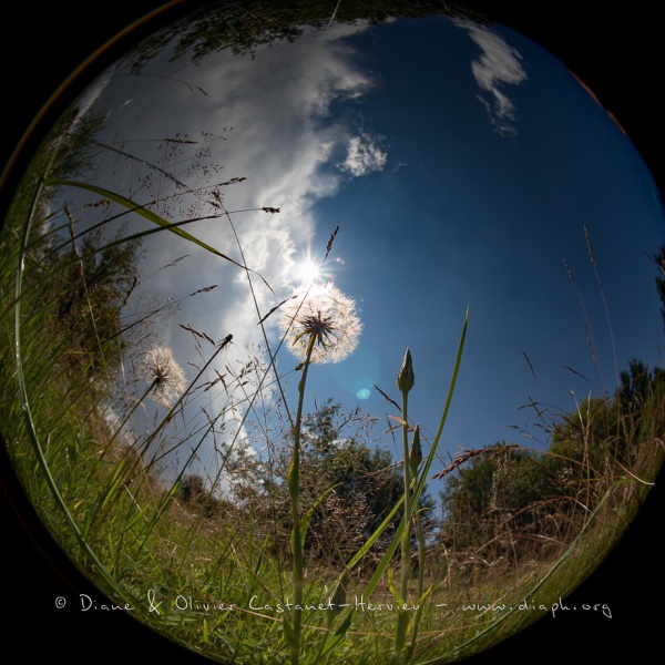 Au raz du sol, paysages d'Auvergne