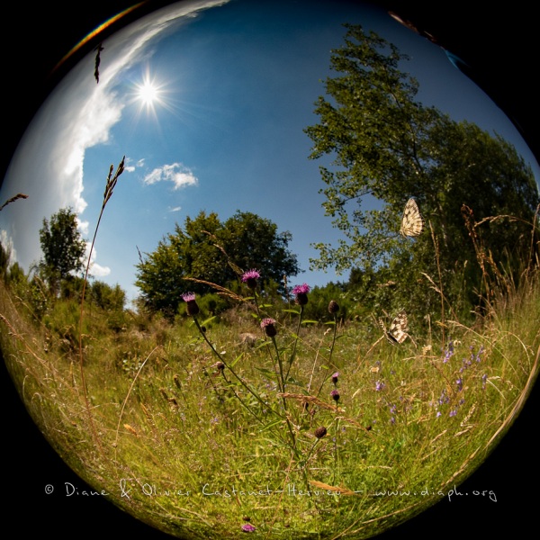 Au raz du sol, paysages d'Auvergne