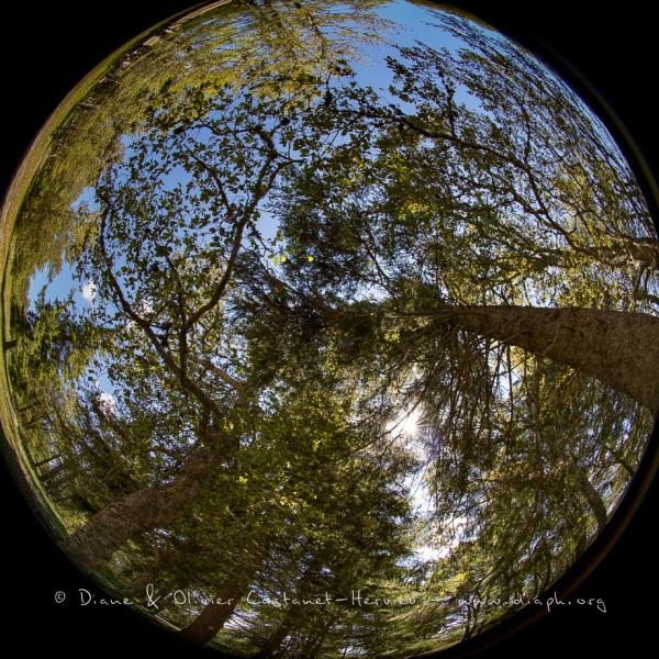 La tête en l'air, paysage forestier