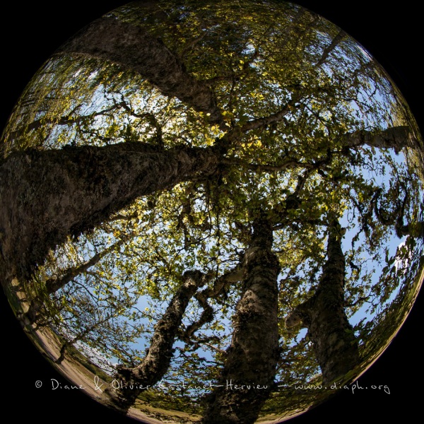 La tête en l'air, paysage forestier