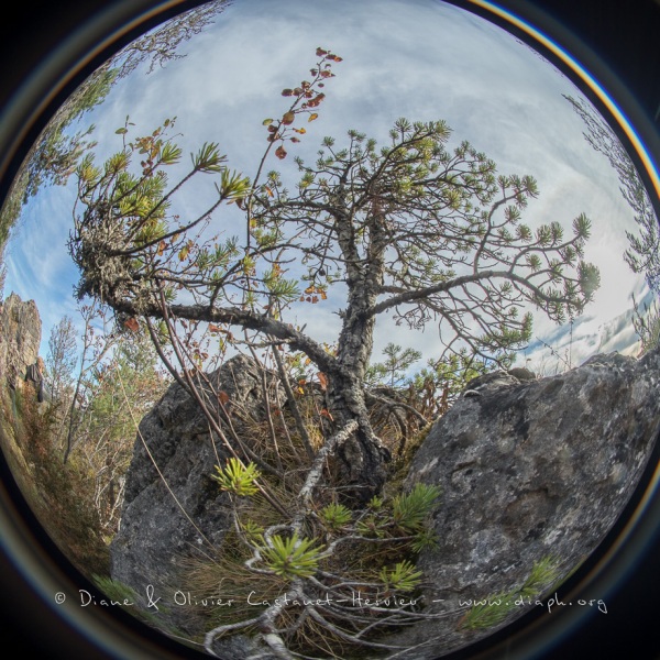 Paysage du causse au fisheye