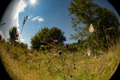 Au raz du sol, paysages d'Auvergne