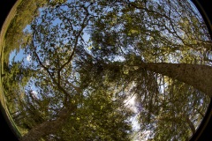 La tête en l'air, paysage forestier