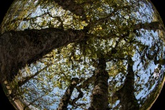 La tête en l'air, paysage forestier