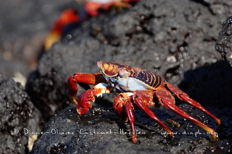 Crabes_001_Crabe-des-Galapagos-Grapsus-grapsus_XMG_2441