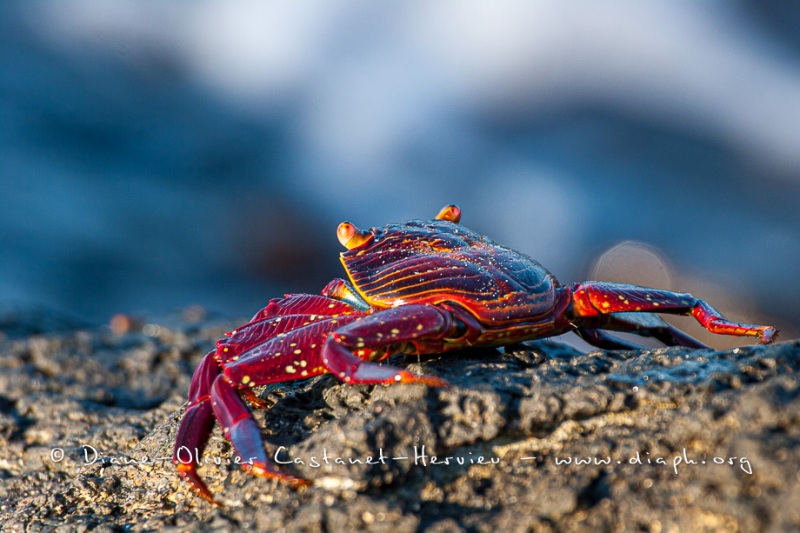 Crabe des Galapagos (Grapsus grapsus)