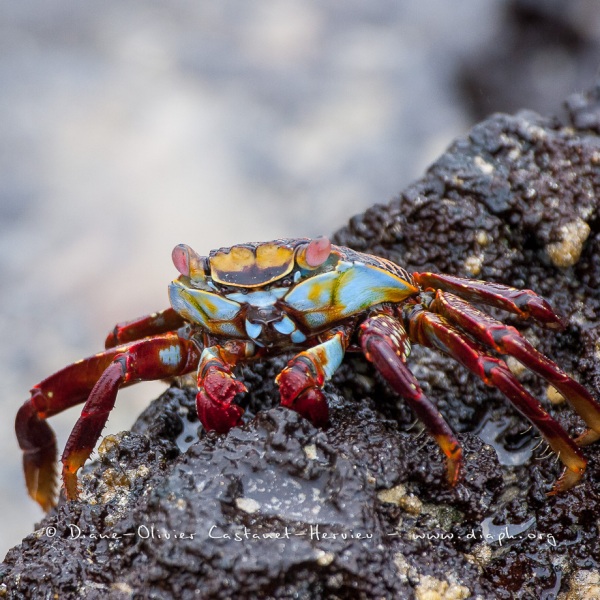 Crabe des Galapagos (Grapsus grapsus)