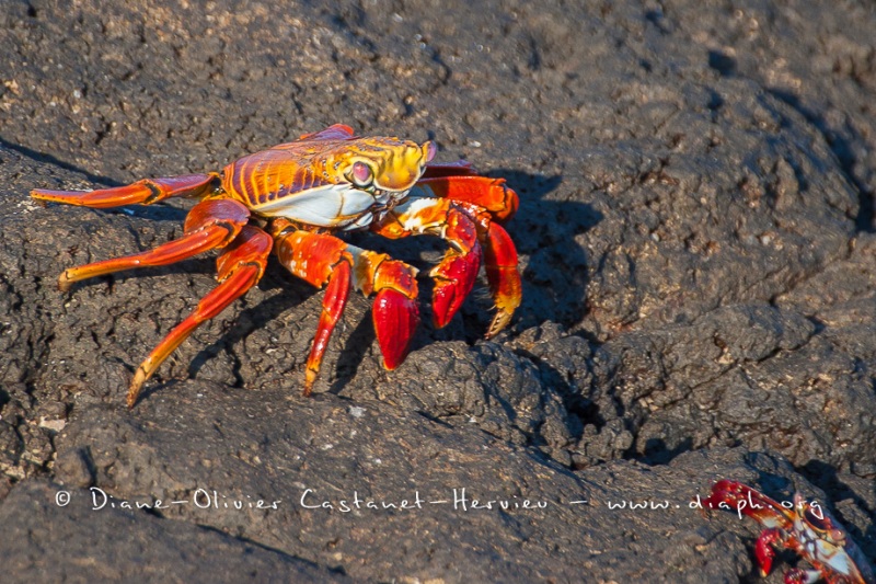 Crabe des Galapagos (Grapsus grapsus)