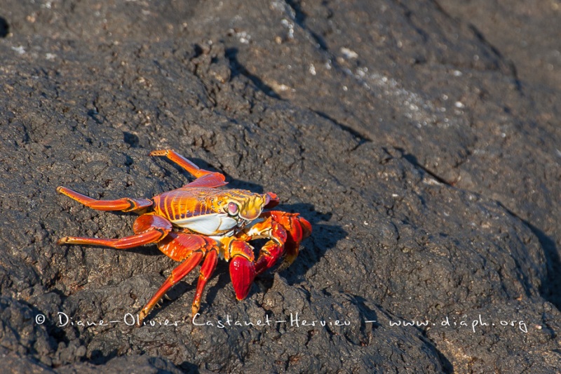 Crabe des Galapagos (Grapsus grapsus)