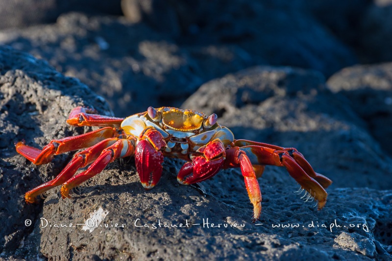 Crabe des Galapagos (Grapsus grapsus)