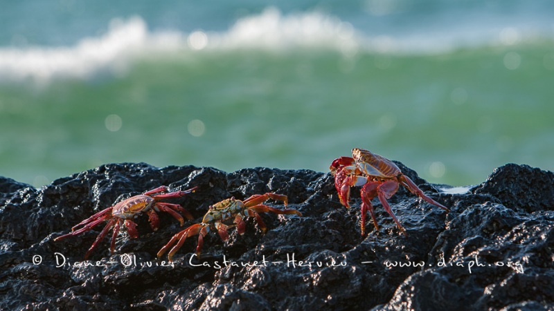 Crabe des Galapagos (Grapsus grapsus)