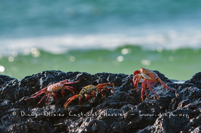 Crabe des Galapagos (Grapsus grapsus)