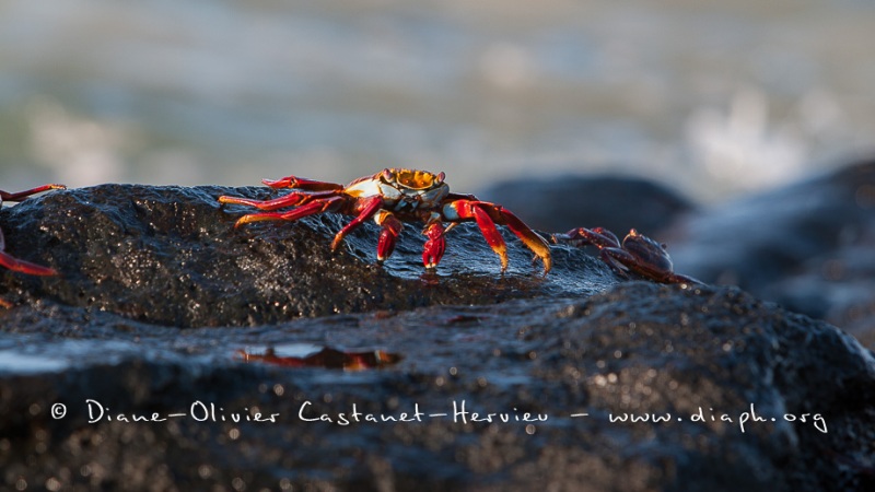 Crabe des Galapagos (Grapsus grapsus)