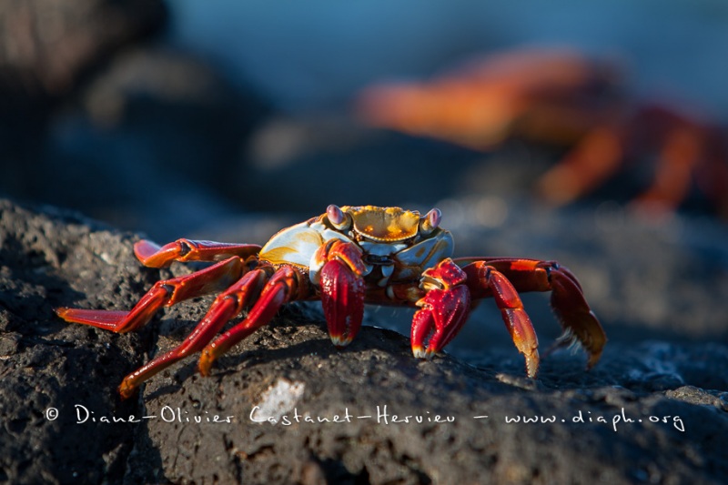 Crabe des Galapagos (Grapsus grapsus)