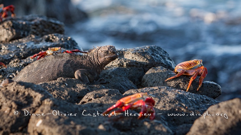 Crabe des Galapagos (Grapsus grapsus)