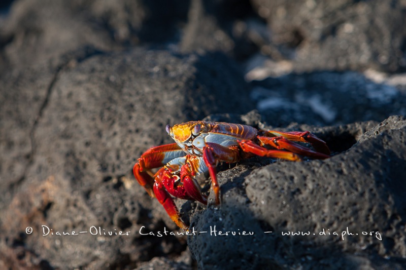 Crabe des Galapagos (Grapsus grapsus)