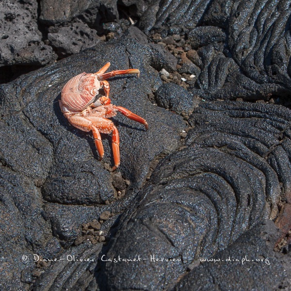 Crabe des Galapagos (Grapsus grapsus)