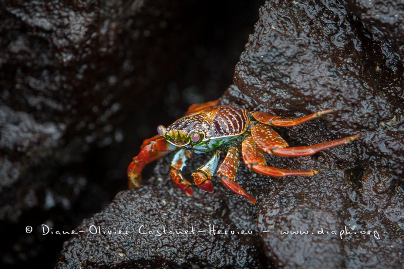 Crabe des Galapagos (Grapsus grapsus)