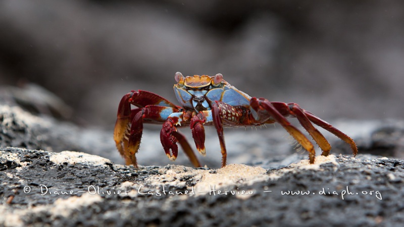 Crabe des Galapagos (Grapsus grapsus)