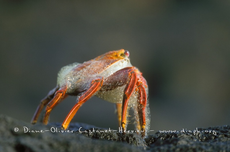 Crabe des Galapagos (Grapsus grapsus)