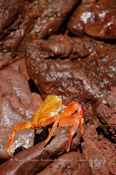 Crabe des Galapagos (Grapsus grapsus)