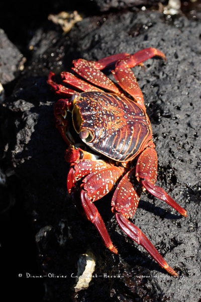 Crabe des Galapagos (Grapsus grapsus)