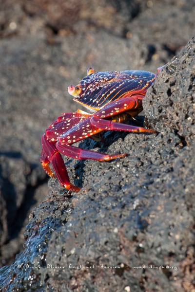 Crabe des Galapagos (Grapsus grapsus)