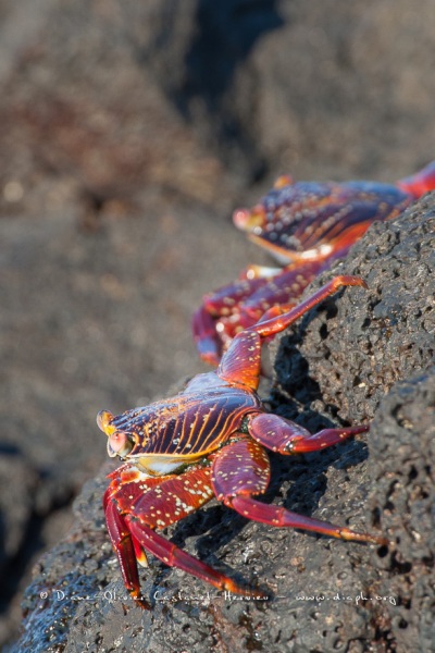 Crabe des Galapagos (Grapsus grapsus)