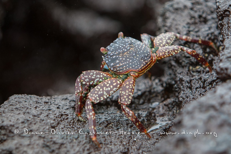 Crabe des Galapagos (Grapsus grapsus)