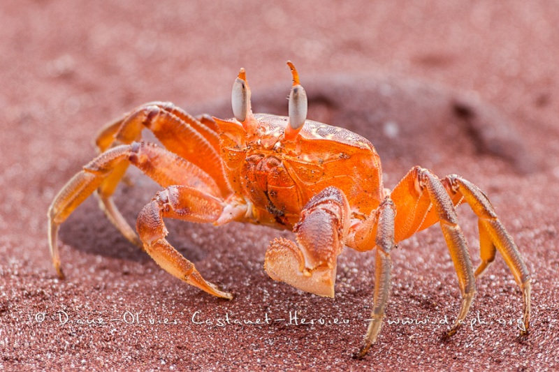 crabe fantôme Galapagos, (Ocypode gaudichaudii)