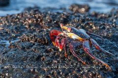 Crabe des Galapagos (Grapsus grapsus)