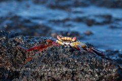 Crabe des Galapagos (Grapsus grapsus)