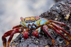 Crabe des Galapagos (Grapsus grapsus)