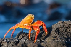 Crabe des Galapagos (Grapsus grapsus)