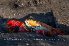 Crabe des Galapagos (Grapsus grapsus)