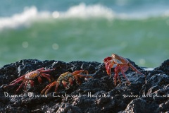 Crabe des Galapagos (Grapsus grapsus)