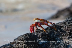 Crabe des Galapagos (Grapsus grapsus)