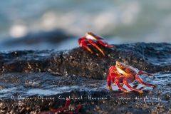 Crabe des Galapagos (Grapsus grapsus)