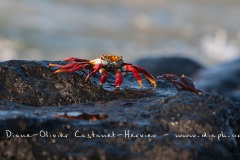 Crabe des Galapagos (Grapsus grapsus)