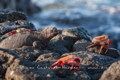 Crabe des Galapagos (Grapsus grapsus)