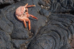 Crabe des Galapagos (Grapsus grapsus)