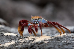 Crabe des Galapagos (Grapsus grapsus)