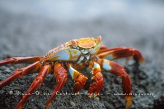 Crabe des Galapagos (Grapsus grapsus)