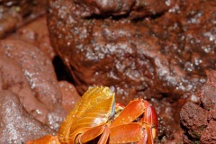 Crabe des Galapagos (Grapsus grapsus)