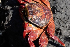 Crabe des Galapagos (Grapsus grapsus)