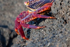 Crabe des Galapagos (Grapsus grapsus)