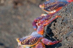 Crabe des Galapagos (Grapsus grapsus)