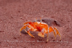 crabe fantôme Galapagos, (Ocypode gaudichaudii)