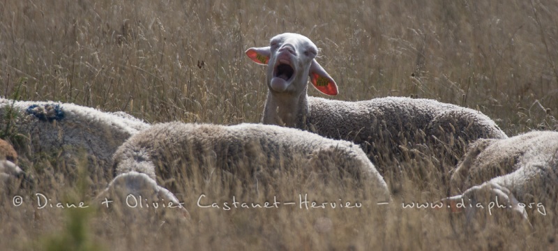Mouton contestataire